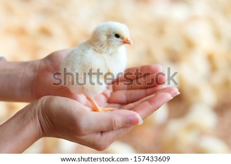 Female hands holding a chick in chicken farm.