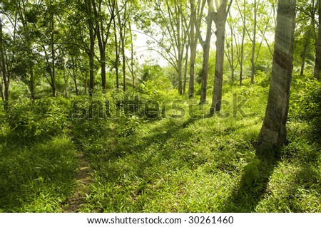 Rubber Plantation. Sunbeam shine thru the rubber tree plantation.