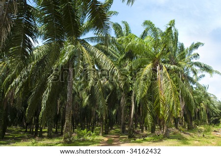 Palm Oil Plantation. Palm oil to be extracted from its fruits. Fruits turn red when ripe. Photo taken at palm oil plantation in Malaysia, which is also the world largest palm oil exporting country.