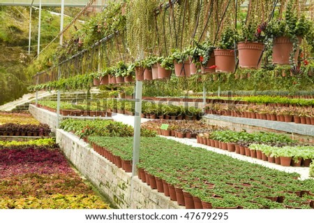 Many plant selling in greenhouse.