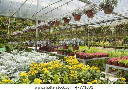 Many plant selling in greenhouse.