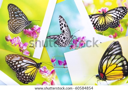 Stack of butterfly postcard, All image belongs to me.