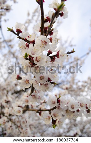 flowers apricot flowers tree spring background nature
