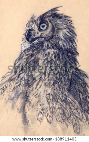 drawing eagle owl bird art nature animal