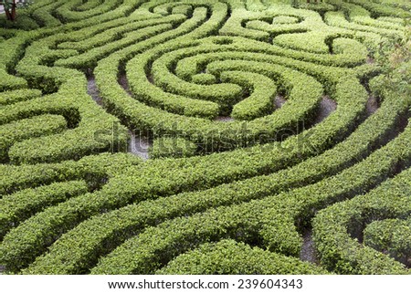 Ornamental Maze cut into hedge in Malaysian garden
