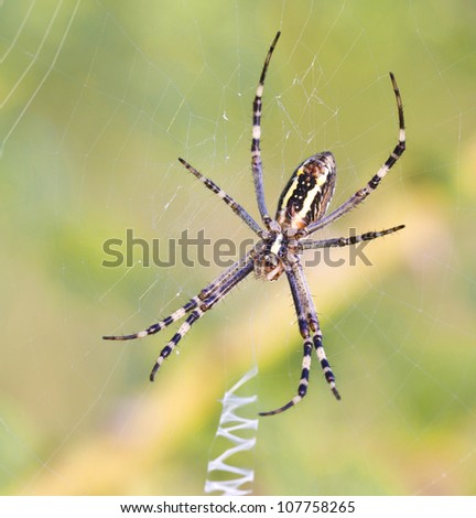 Spider on his web. Close up. Animals theme