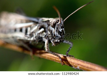 Grasshopper  on nature background. Close up. Animals theme