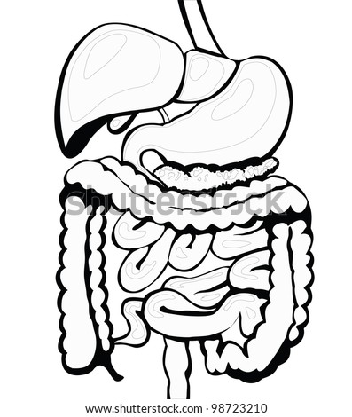 Digestive System Black And White. Separate Layers Stock Vector ...