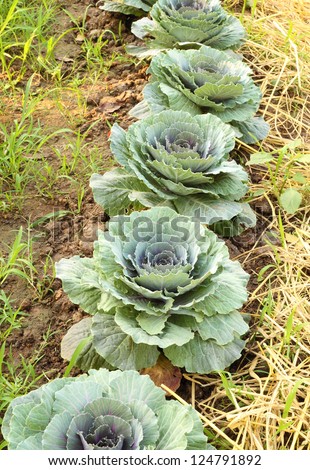 Chinese kale vegetable on ground in garden