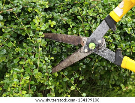trimming bushes with garden scissors