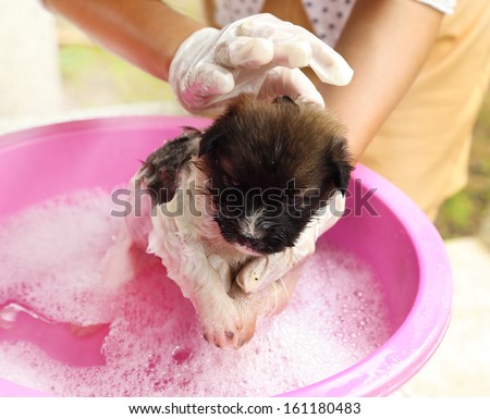 puppy dog in bath tub with hand washing its fur