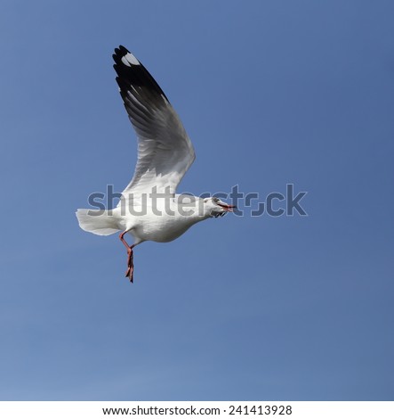 Seagull flying under the sky at Bang Pu beach, Thailand