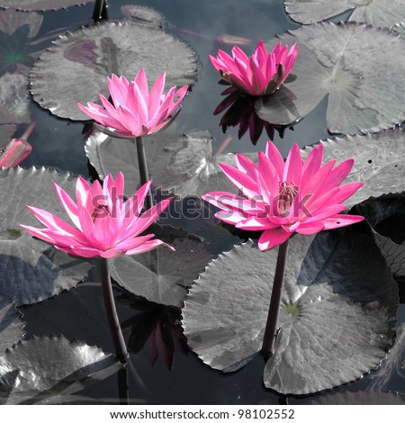 Water lily lotus flower and leaves