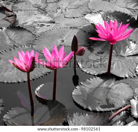 Water lily lotus flower and leaves