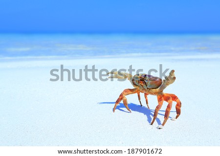 Hairy leg mountain crab on the beach