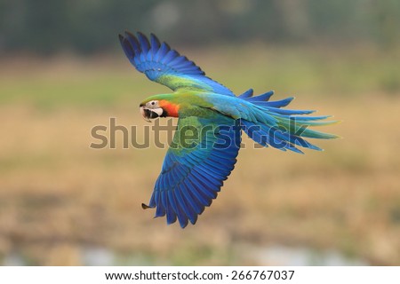 flying macaw,beautiful bird
