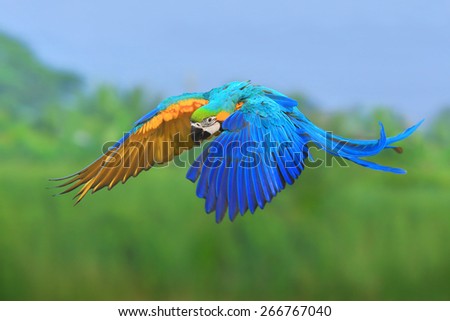 flying macaw,beautiful bird