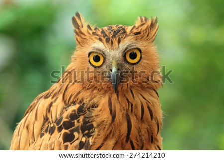 Buffy Fish Owl on green background