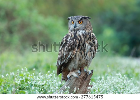 Eurasian great horned owl or Eagle owl (Bubo bubo).