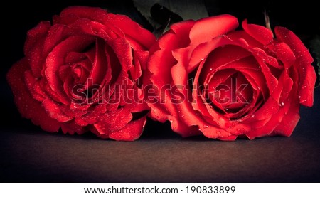 two roses with drops on black background,old style, valentine day and love concept