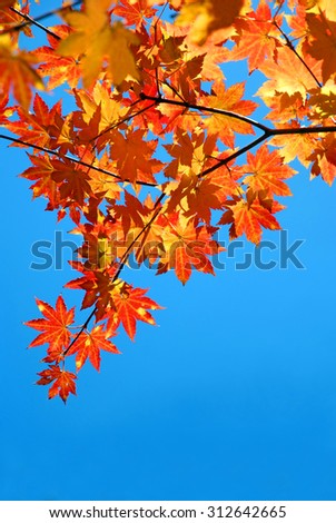 red yellow fall maple leafs over the blue sky