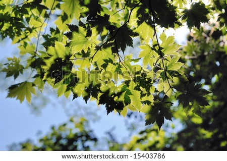 sunlight through the green maple leaves