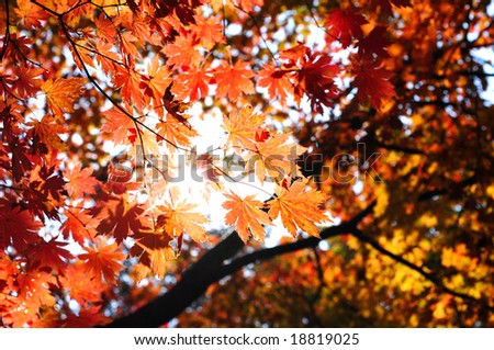 fall forest with sun light through the maple foliage