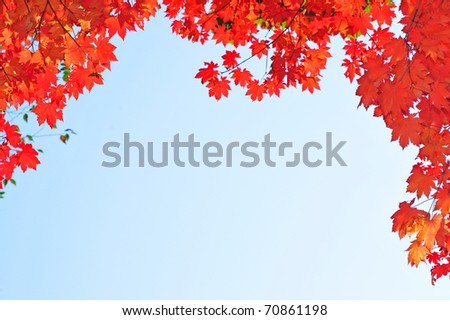 fall red maple leaves in the blue sky