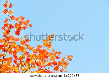 red yellow fall maple leafs in the sky natural background
