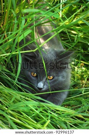 hunter in the grass