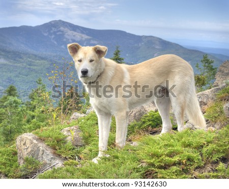 Alaskan Malamute Dog at the russian primorye mountains