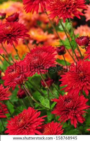 Red chrysanthemum flowers background