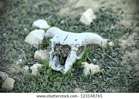 animal skull lying in the grass outside