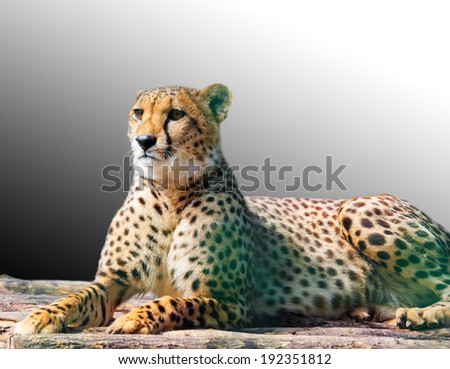 lying young leopard, animal background