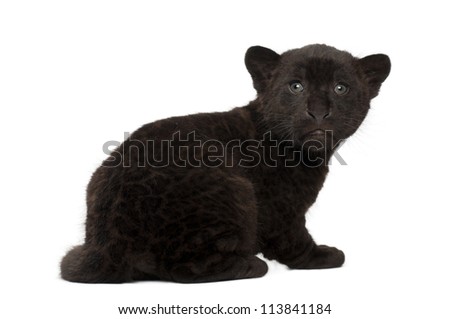 Jaguar cub, 2 months old, Panthera onca, sitting against white background