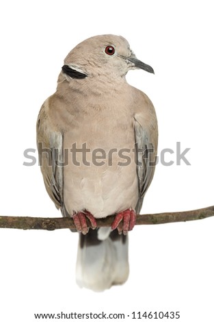 Eurasian Collared Dove perched on branch, Streptopelia decaocto, often called the Collared Dove against white background