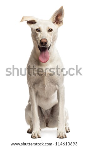 Portrait of Crossbreed dog sitting against white background