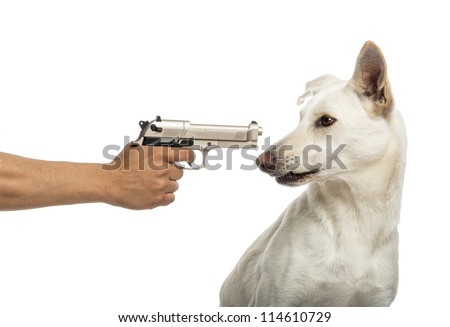 Semi-automatic pistol pointed at Crossbreed dog against white background