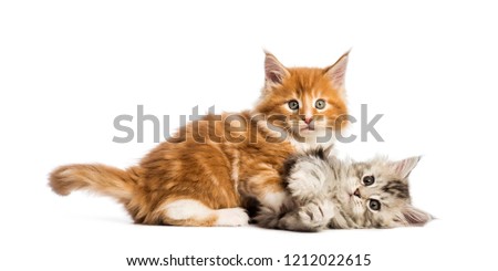 Similar – Foto Bild Zwei Maine Coon Kätzchen springen über ein Sofa