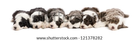 Group of Bearded Collie puppies, 6 weeks old, sleeping in a row against white background