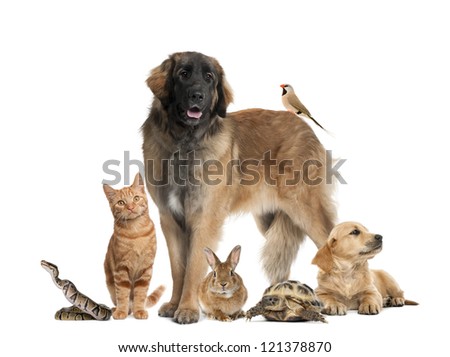 Group of pets