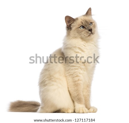 Birman sitting and looking up, crossed-eyes against white background