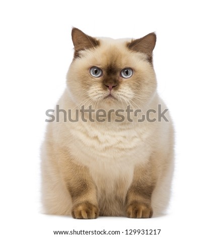 Fat British Shorthair, 2.5 years old, sitting and looking at the camera in front of white background
