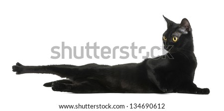 Bombay cat lying, stretching and looking away, isolated on white