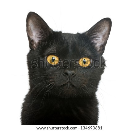 Close-up of a Bombay kitten, isolated on white