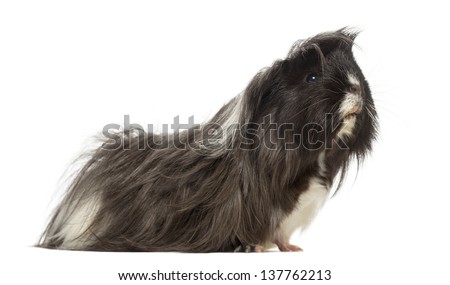Side view of a Guinea Pig - Cavia porcellus, isolated on white