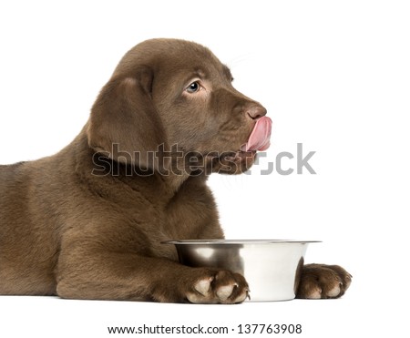 Close-up of a Labrador Retriever Puppy licking his lips, 2 months old, isolated on white