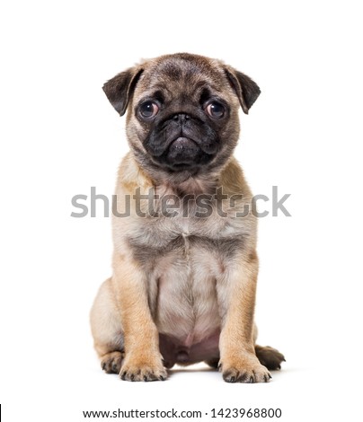 Pug Puppy sitting against white background Photo stock © 