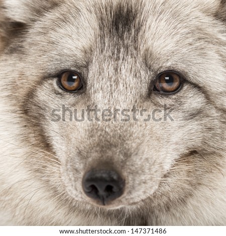 Close-up of a Arctic fox, Vulpes lagopus, also known as the white fox, polar fox or snow fox