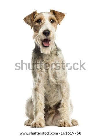 Close-up of a Fox terrier sitting, facing, panting, isolated on white